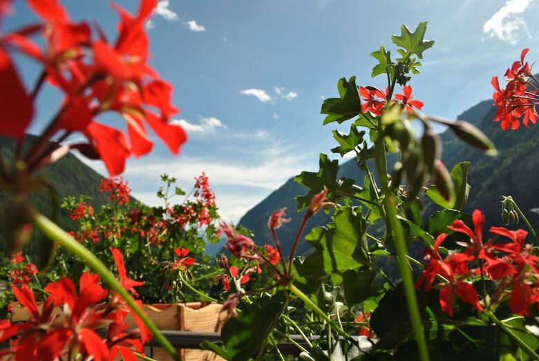 Hotel Millefiori