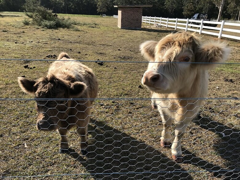 The Woods Farm Jervis Bay
