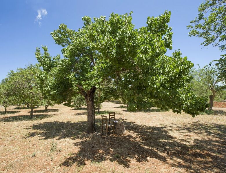 Villa Can Cama