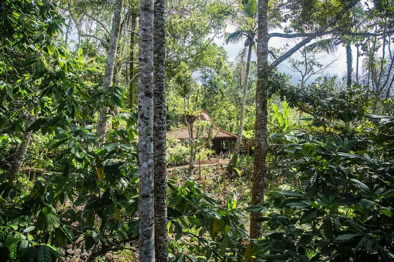 Hotel Alassari Plantation