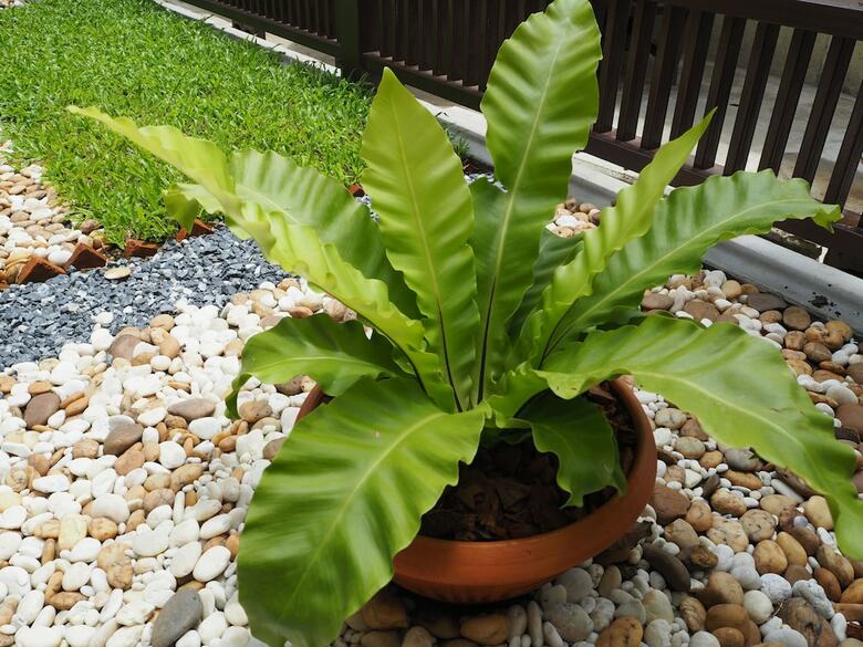 Hotel Sukhumvit 50 Garden Home