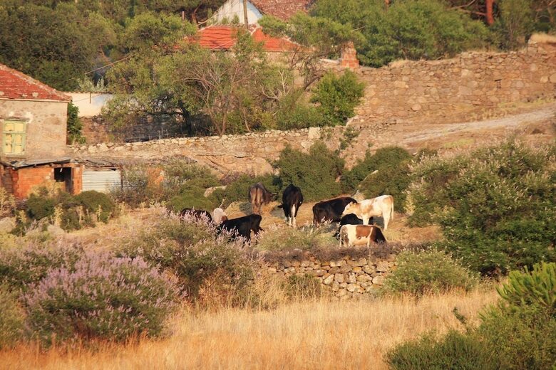 Hotel Alterna Koy Evi