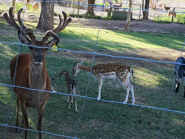 Complejo R�o Los Patos - Caba�as Y Hostel