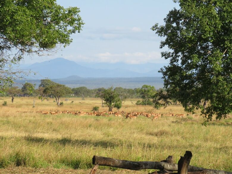 Posada Mikumi Wildlife Camp