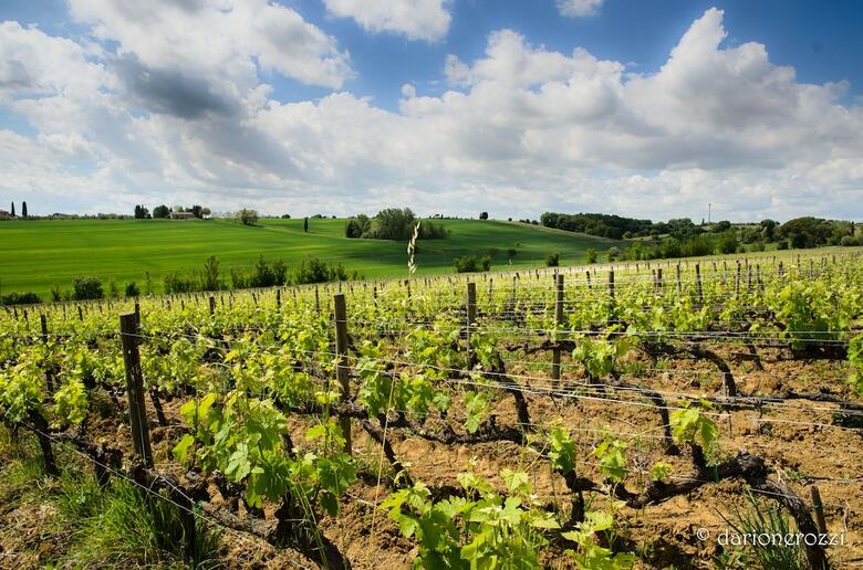 Agroturismo Resort Borgo Syrah
