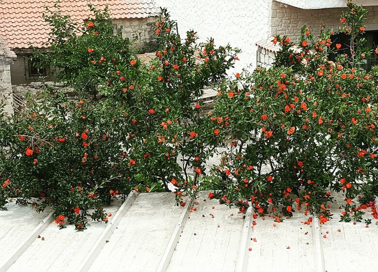 Hotel Narcicegi Butik Otel Alacati