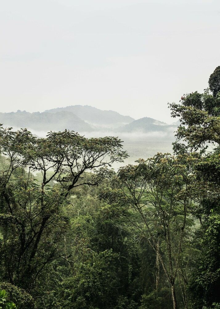 Hotel One&only Nyungwe House
