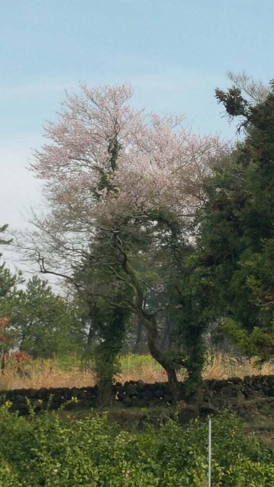 Pension Jeju Meomuri