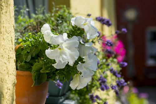 Ferien Apartments K�hlungsborn