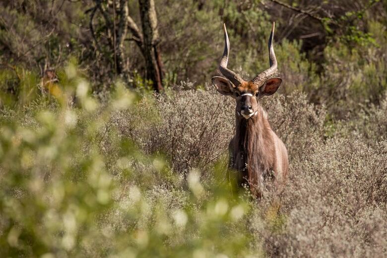 Posada Wildehondekloof