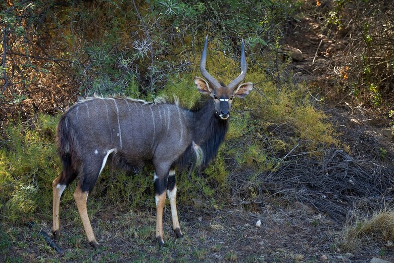 Posada Wildehondekloof