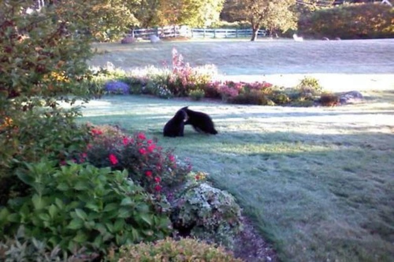 Bed & Breakfast Inn At Ellis River