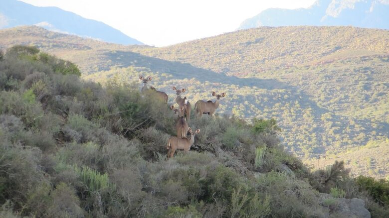 Hotel Rooiberg Safaris