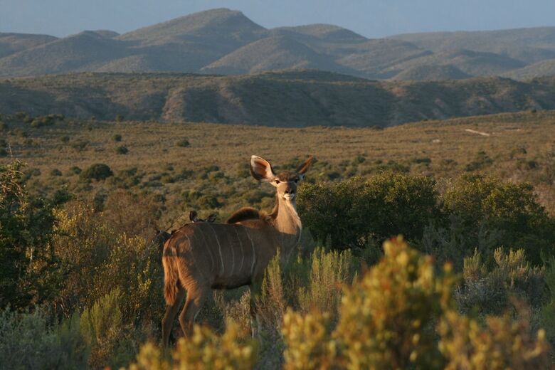 Hotel Rooiberg Safaris