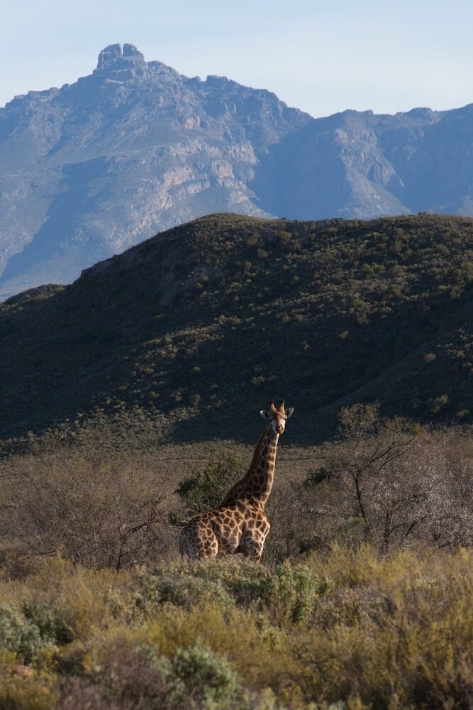 Hotel Rooiberg Safaris