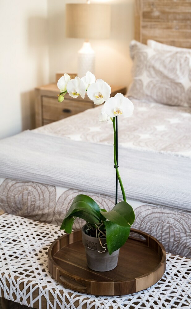 Tropicals Of Palm Beach