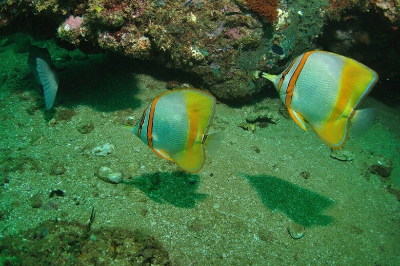 Hotel Mackerel Islands