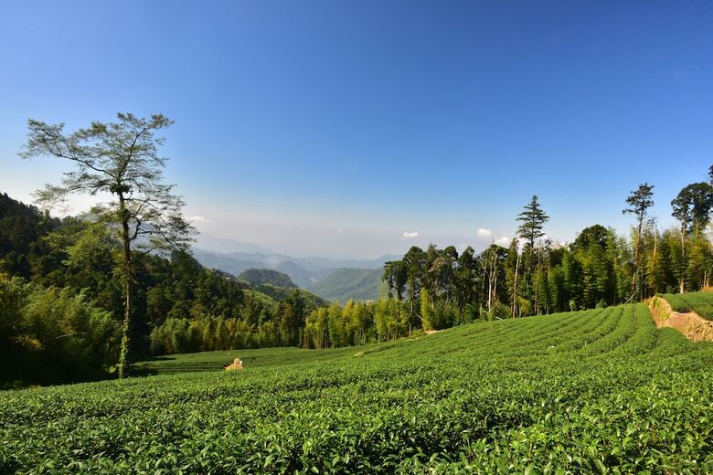 Bed & Breakfast Long Yun Farm