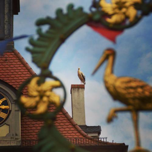 Hostal Gasthof Zum Storch