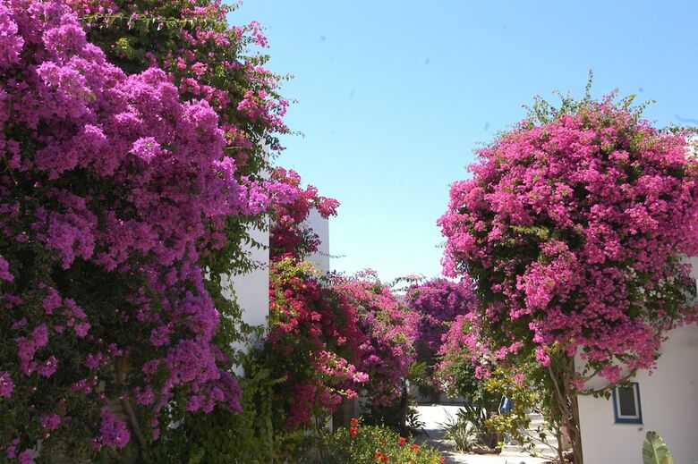 Hotel Astir Of Paros