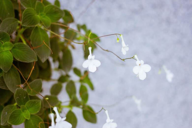 Taitung Painted House B&B