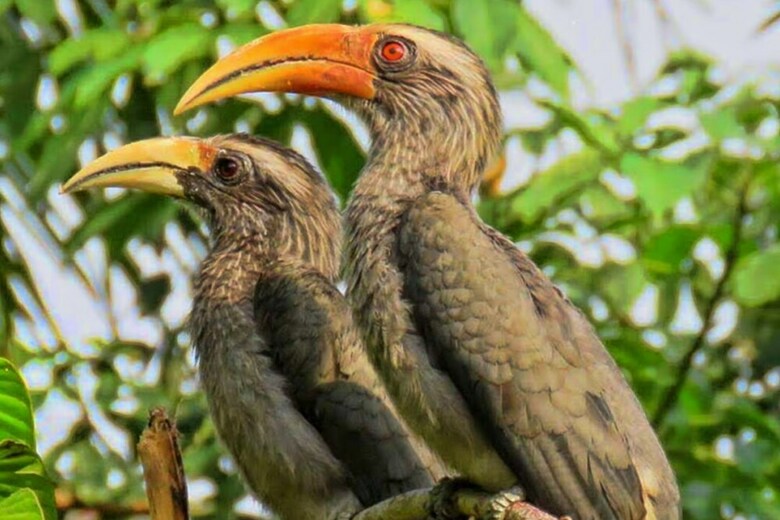 Hornbill Camp