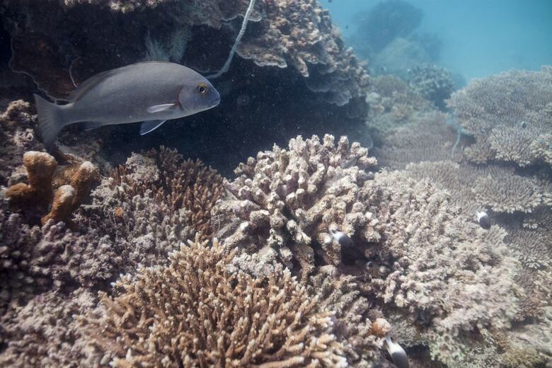 Posada Chumbe Island Coral Park