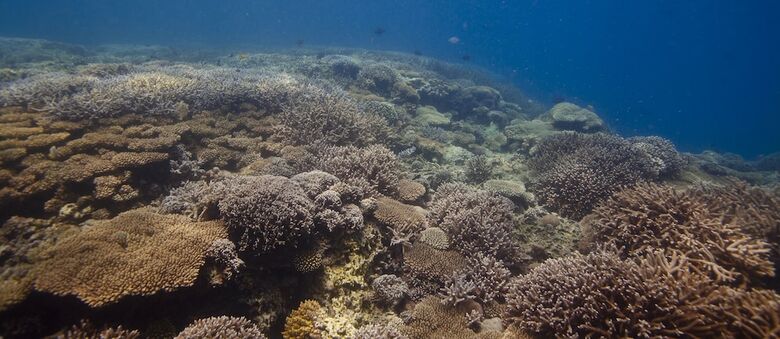 Posada Chumbe Island Coral Park