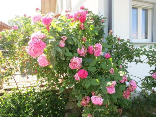 Apartamento Ferienhof Landhaus Michael