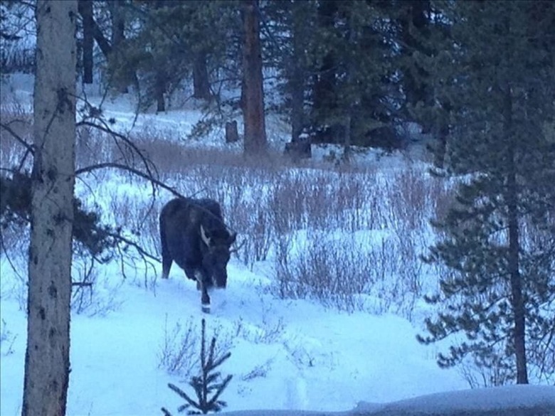 Black Bear Crossing By Peak Property Management