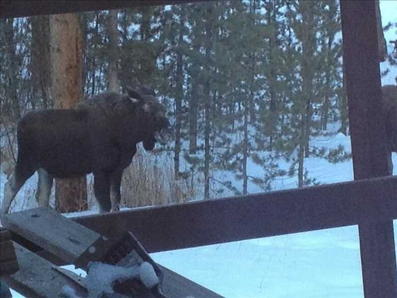 Black Bear Crossing By Peak Property Management