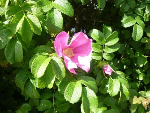 Hostal Pension Sturmm�we