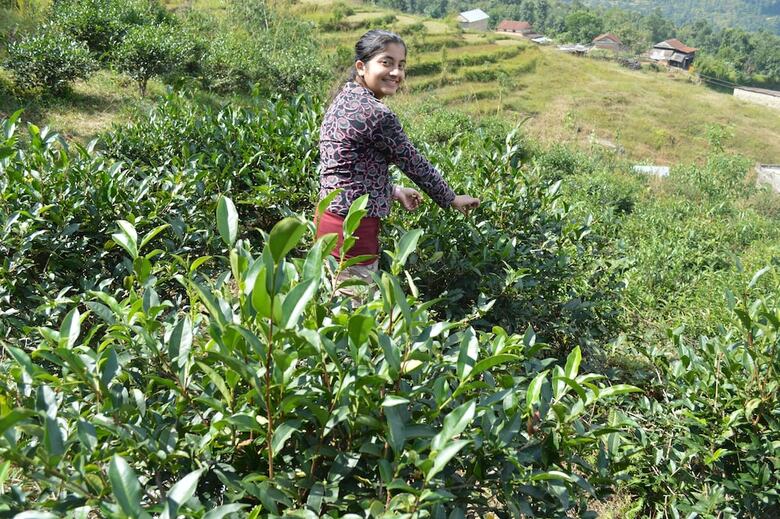 Hotel Mystique Highland Resort