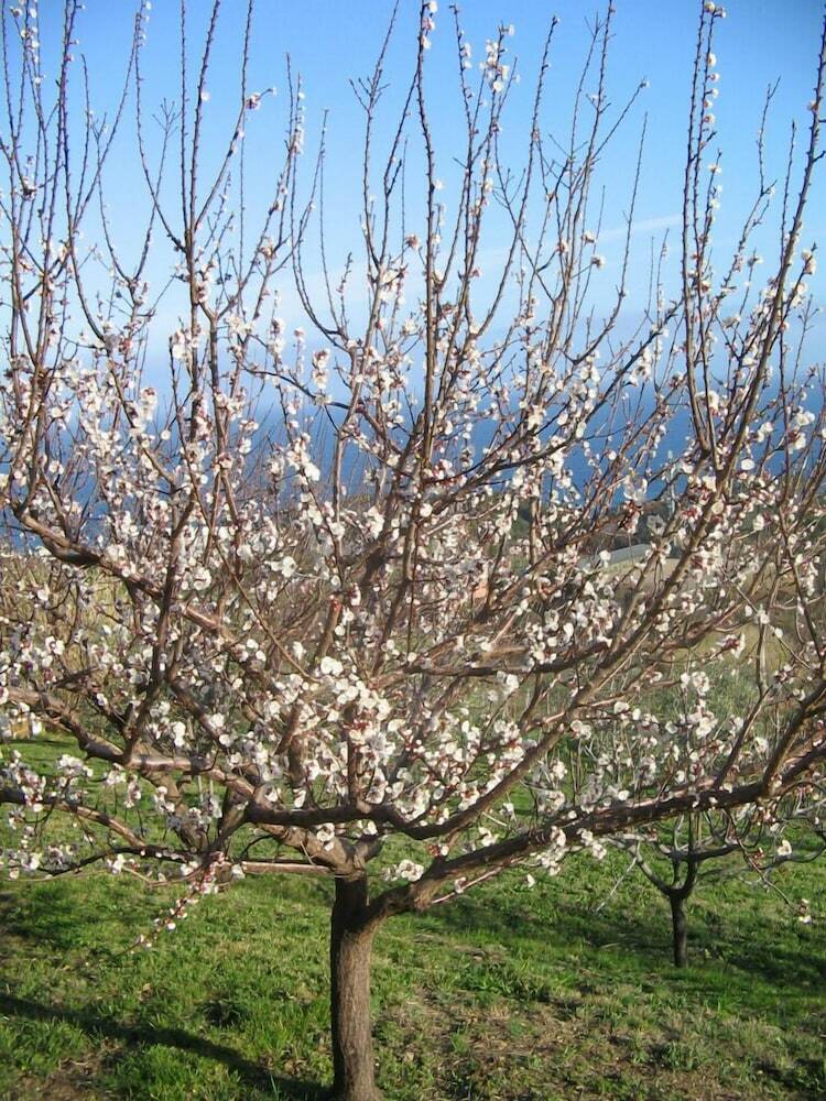Bed & Breakfast Natta Di Monte Tabor