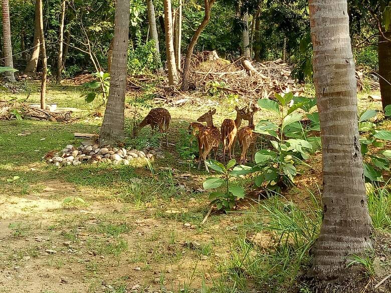 Hotel Deer Garden Guest