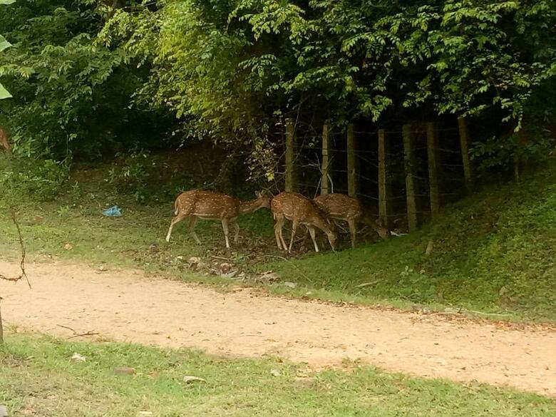 Hotel Deer Garden Guest