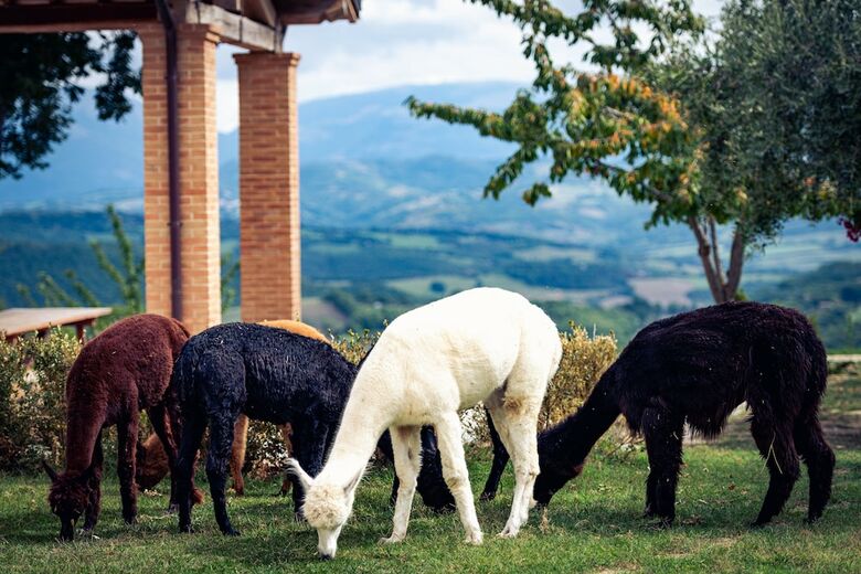 Agroturismo Agriturismo Il Beccafico Alpaca