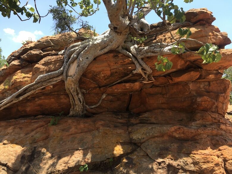 Posada Masama Lodge And Campsite
