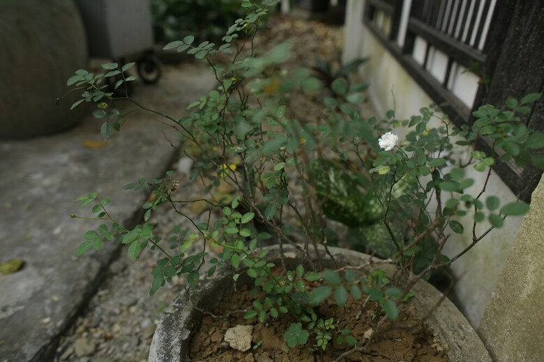 Hotel Thuy Bieu Homestay