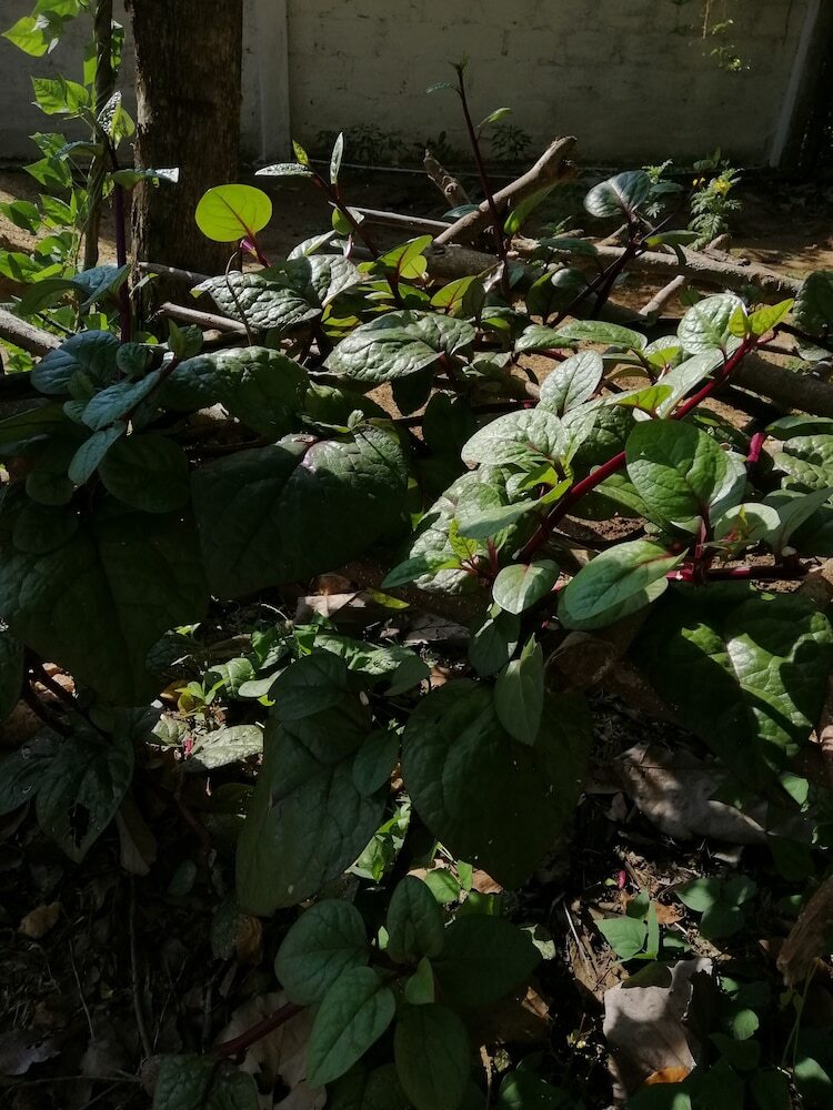 Hotel Organic Garden Sigiriya