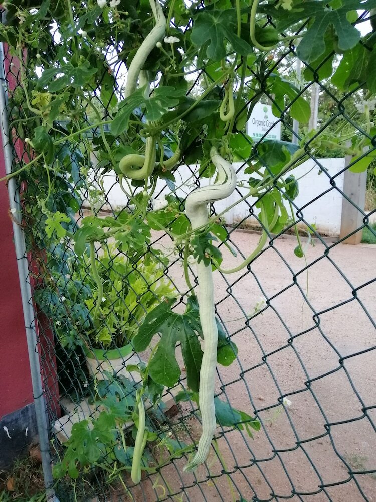 Hotel Organic Garden Sigiriya