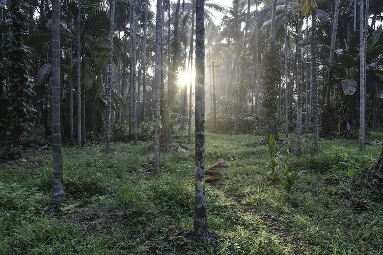 Dudhsagar Plantation