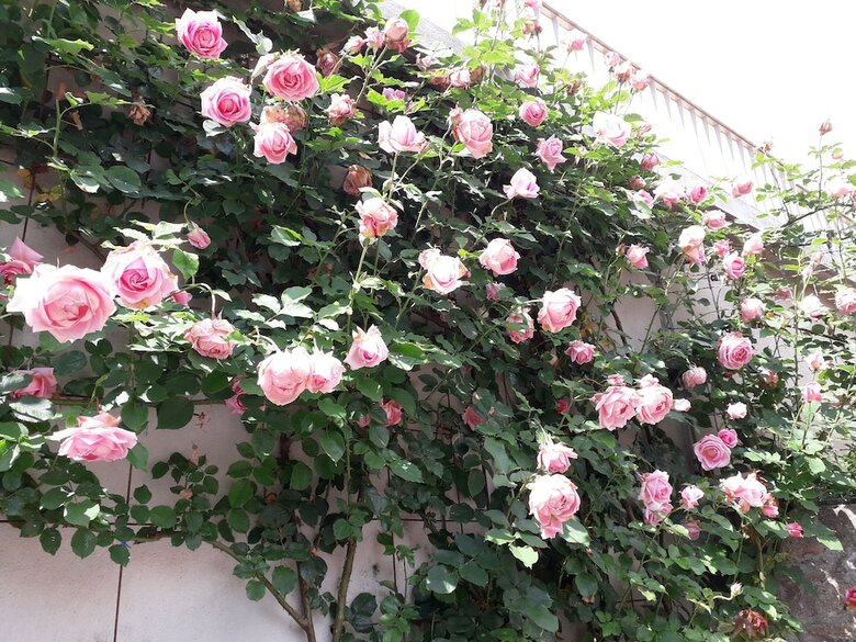 Bed & Breakfast Au Soleil D'albi