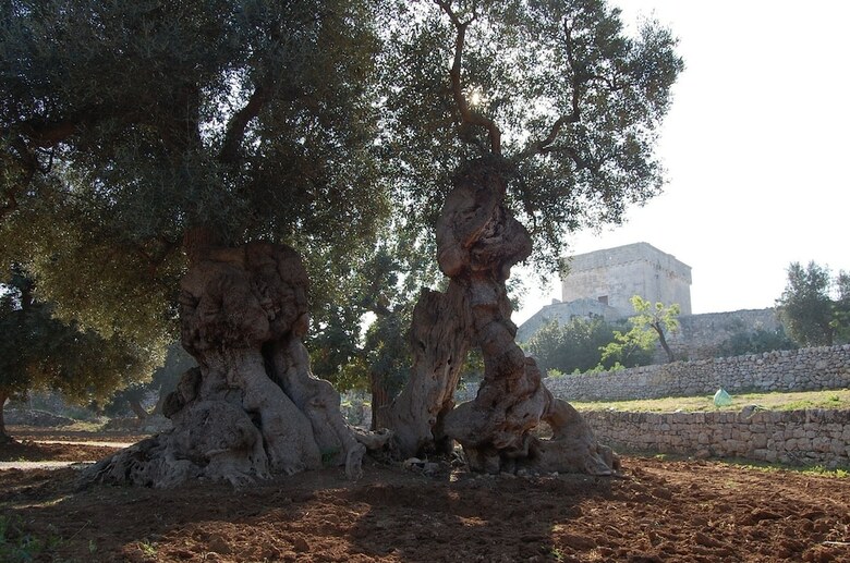 Masseria Spina Resort