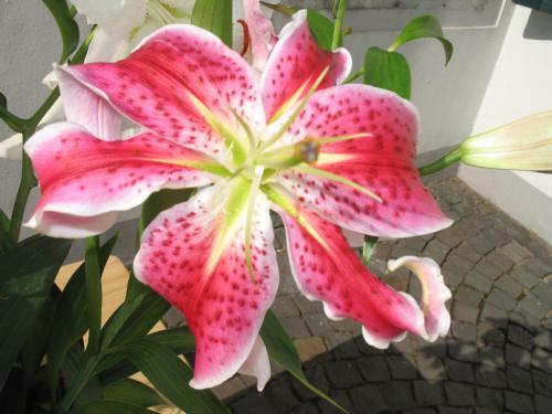 Hostal Rheinriver Guesthouse - Art Hotel