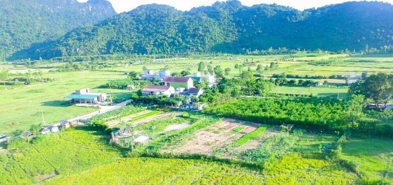 Hotel Jungle Boss Homestay