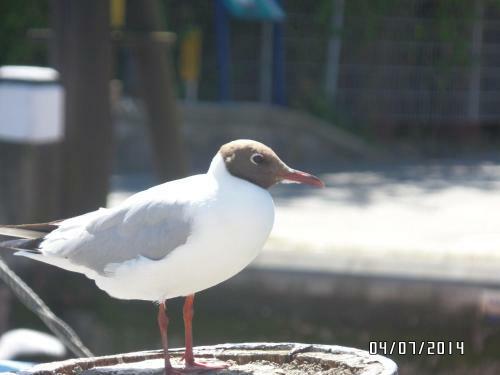 Apartamento Haus Nordsee