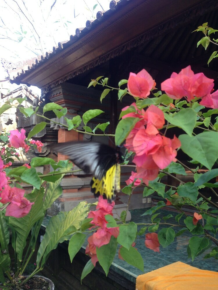 Hotel Wina Ubud B&B