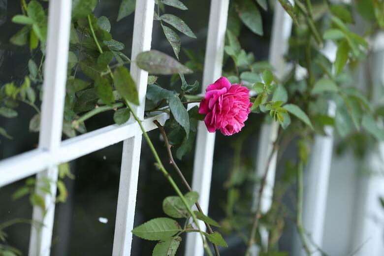 Hotel Sol House Dalat Homestay