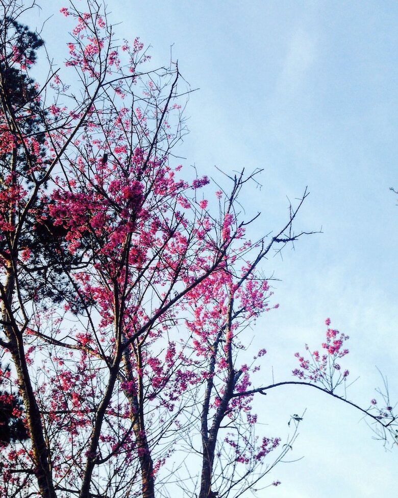 Hotel Sol House Dalat Homestay